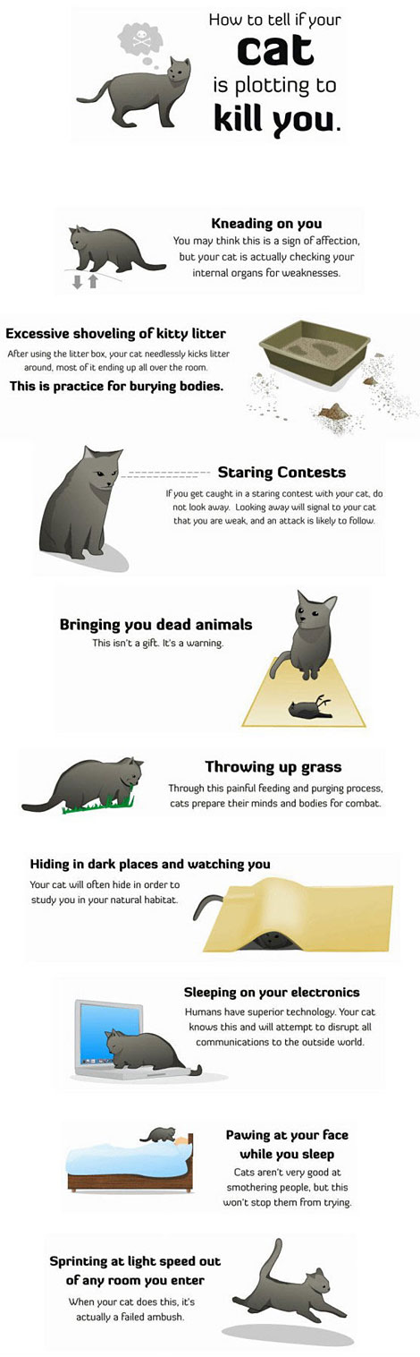 How To Tell If Your Cat Is Plotting To Kill You